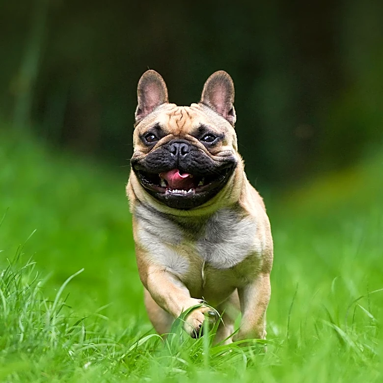 Permanent Daylight Saving Time Could Disrupt Pets' Routines, Vet Warns