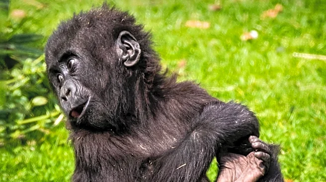 Detroit Zoo Celebrates Birth of Second Gorilla in Its History