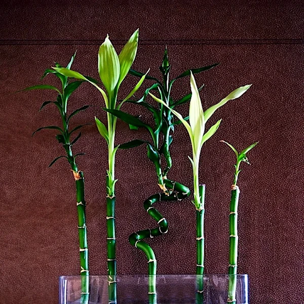 Expert Guide on Caring for Lucky Bamboo Plants