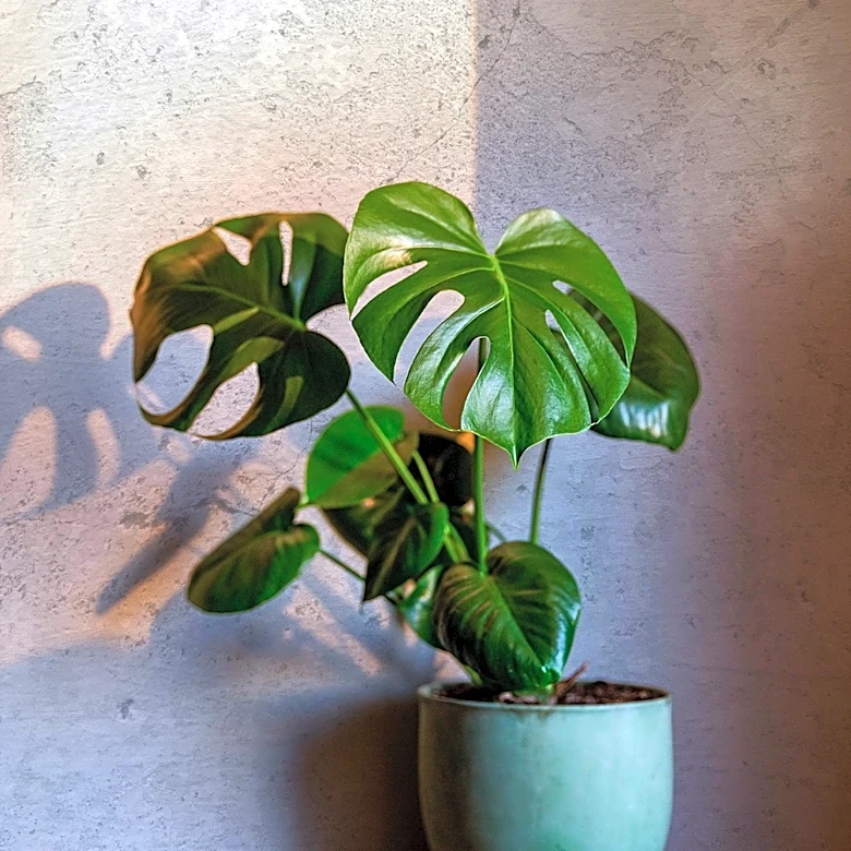 Monstera Plant Care: Essential Tips for Healthy Growth