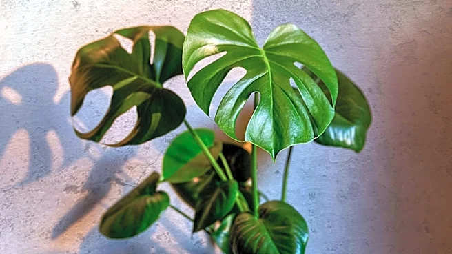 Monstera Plant Care: Essential Tips for Healthy Growth