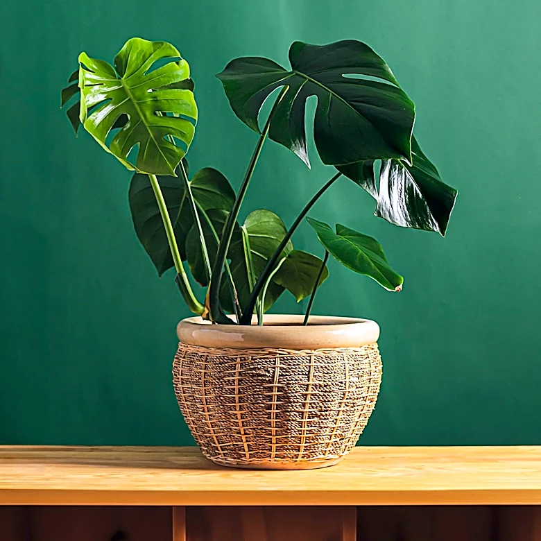 Comprehensive Guide to Monstera Deliciosa Care