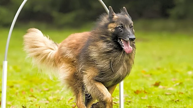 Logansport Kennel Club Hosts Major Dog Show in South Bend, Indiana