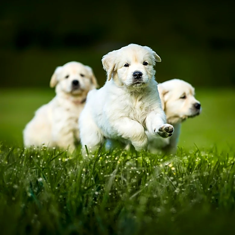 Doggy Daycare Revitalizes LaVergne High School's Agriculture Program