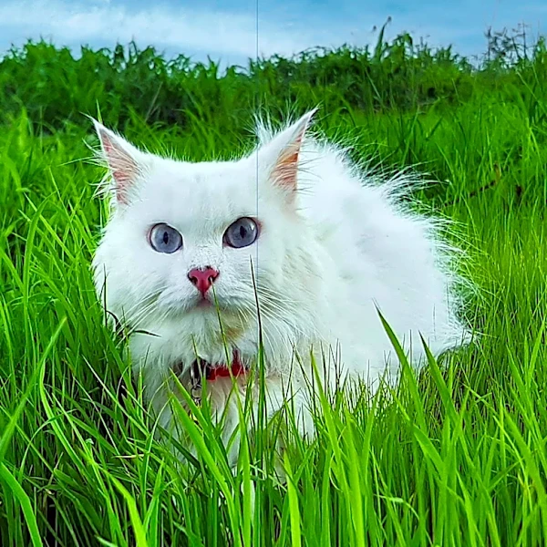 One-eyed Rescue Cat Likho Celebrates 15th Birthday with Long Beach Community