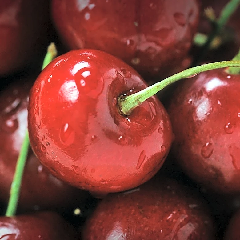 Cherry Industry Launches True Tart Certification for Montmorency Cherries
