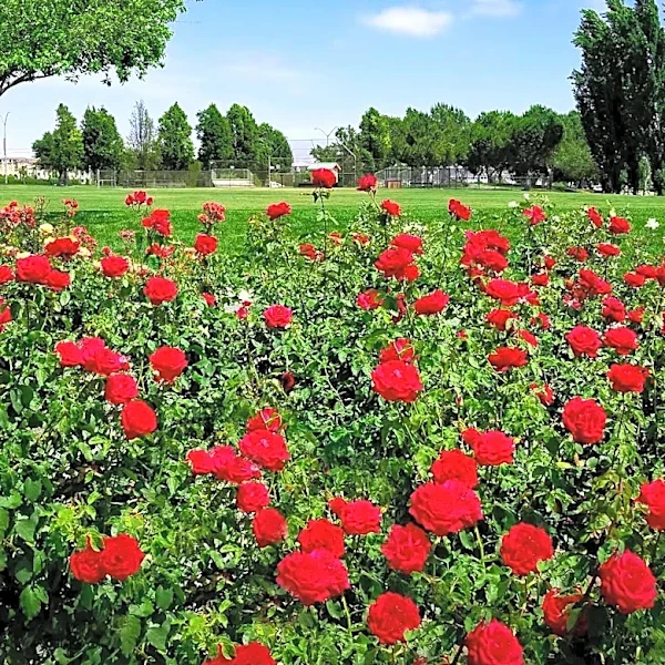 Texas Rose Festival Begins Countdown with Summer Kickoff Celebration