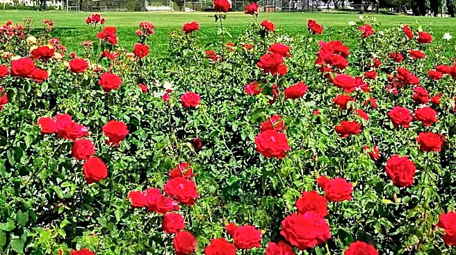 Texas Rose Festival Begins Countdown with Summer Kickoff Celebration