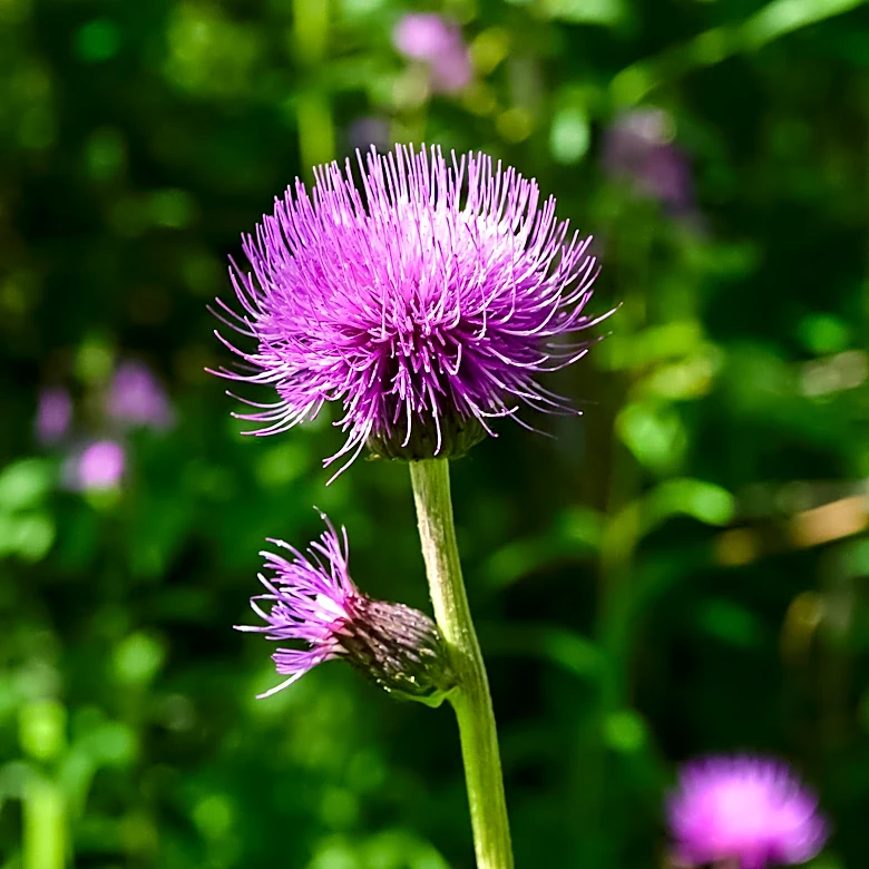 Field Thistle: A Native Plant with Ecological Importance in the Mid-Atlantic