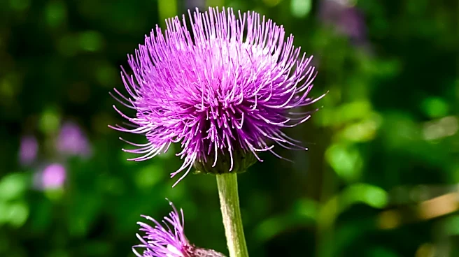 Field Thistle: A Native Plant with Ecological Importance in the Mid-Atlantic