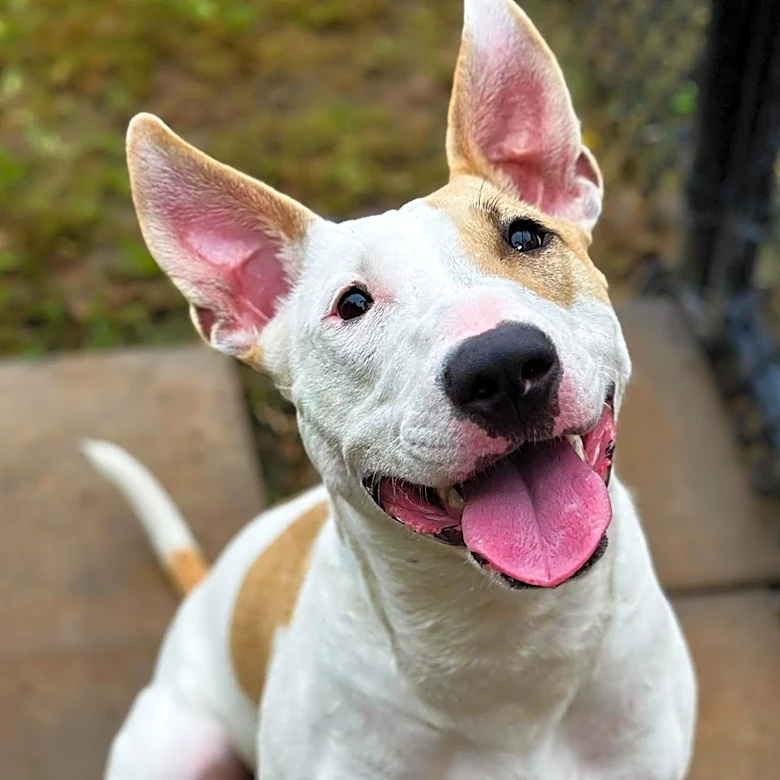 Georgia's Furkids Shelter Gains National Attention for Stress-Free Animal Adoption Model
