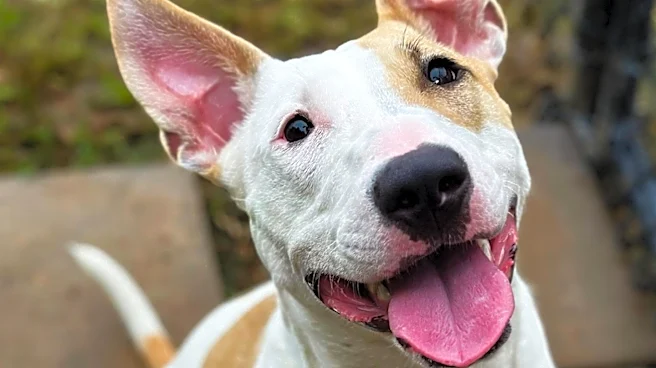 Georgia's Furkids Shelter Gains National Attention for Stress-Free Animal Adoption Model