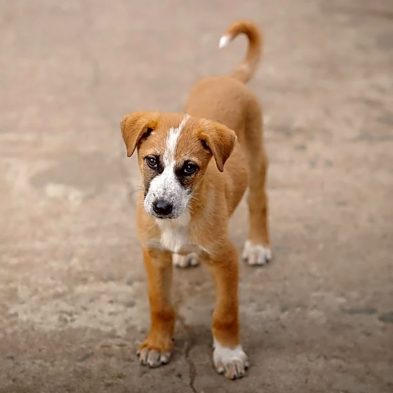 PAWS Chicago Introduces Clay, a 4-Month-Old Pup Ready for Adoption