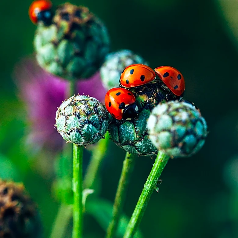 Predatory Insects Play Crucial Role in Garden Pest Control