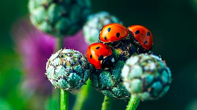 Predatory Insects Play Crucial Role in Garden Pest Control