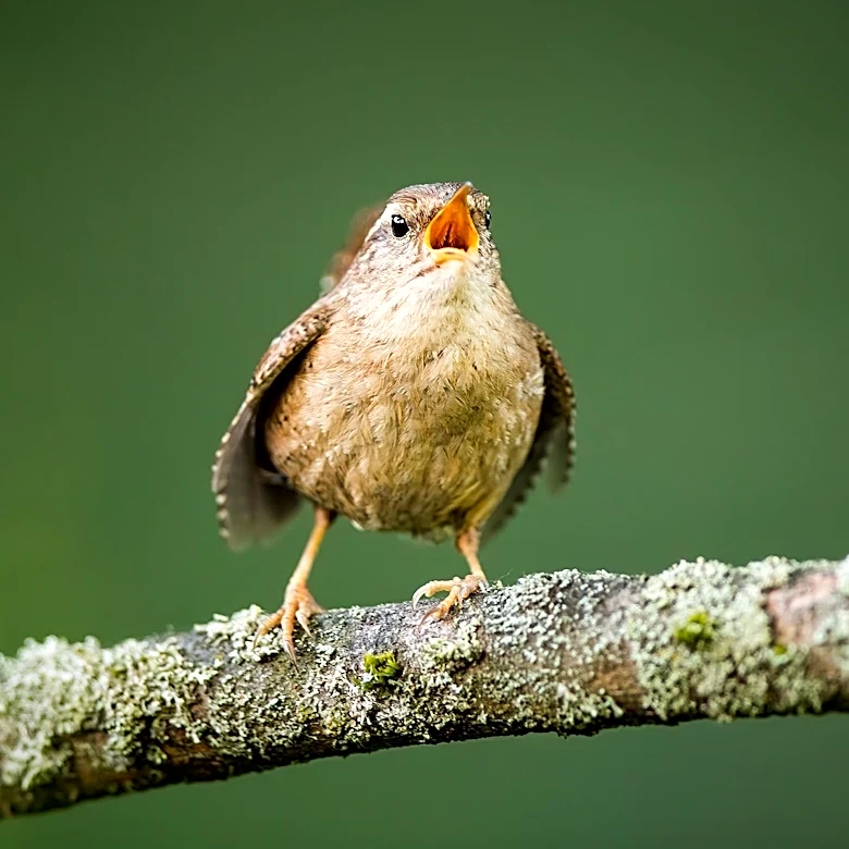 North Fork Audubon Society Launches Third Annual Bird Song Project to Promote Nature Through Art