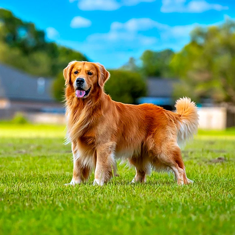 Beaumont Kennel Club Hosts Major Dog Show in Houston