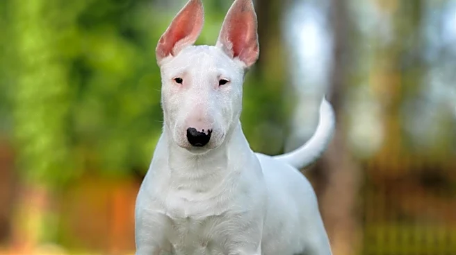 Greater Monroe Kennel Club Showcases Top Dogs in Concord, NC