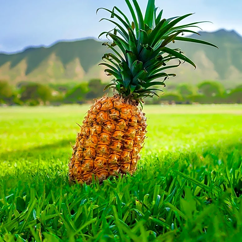 Dole Plantation's Pineapple Fields Featured in New Canvas Wall Art