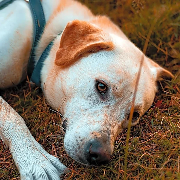 Veterinarians Highlight Benefits and Limitations of Probiotics for Dogs