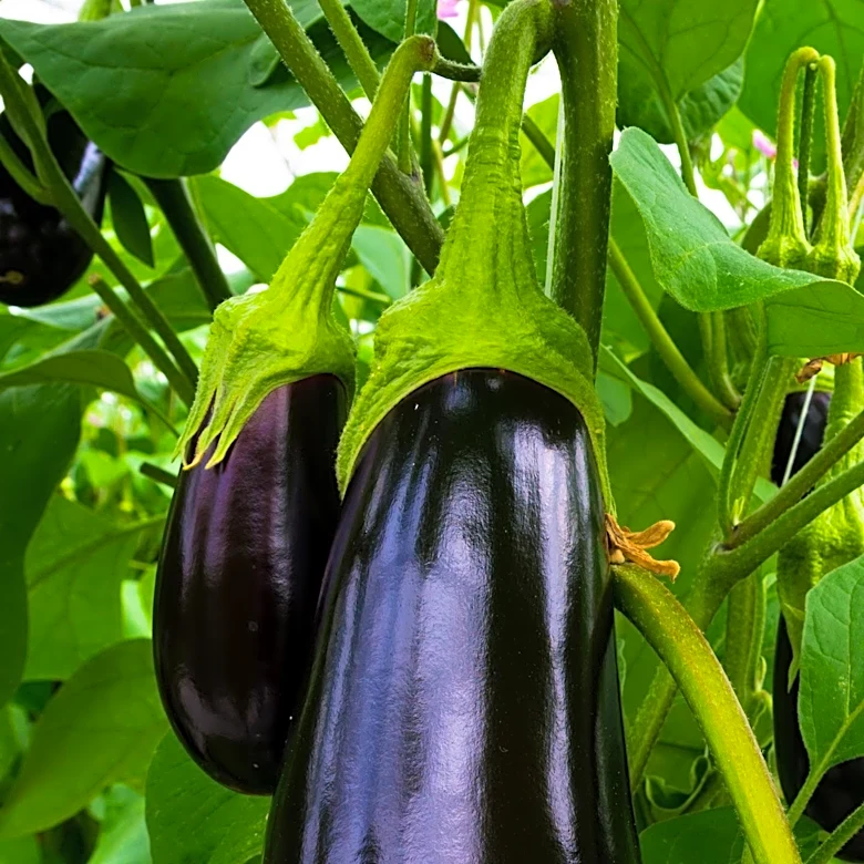 Eggplant Cultivation: Pinching Technique Promises Better Harvests