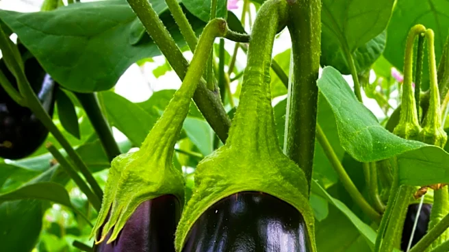 Eggplant Cultivation: Pinching Technique Promises Better Harvests
