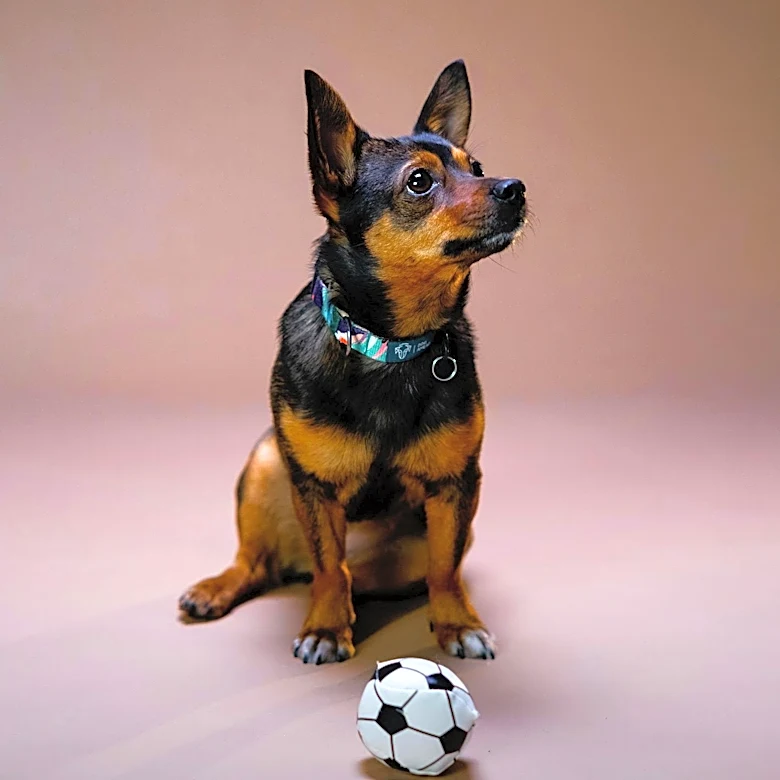 AKC Museum of the Dog Unveils Winners of Member Art Contest Exhibition