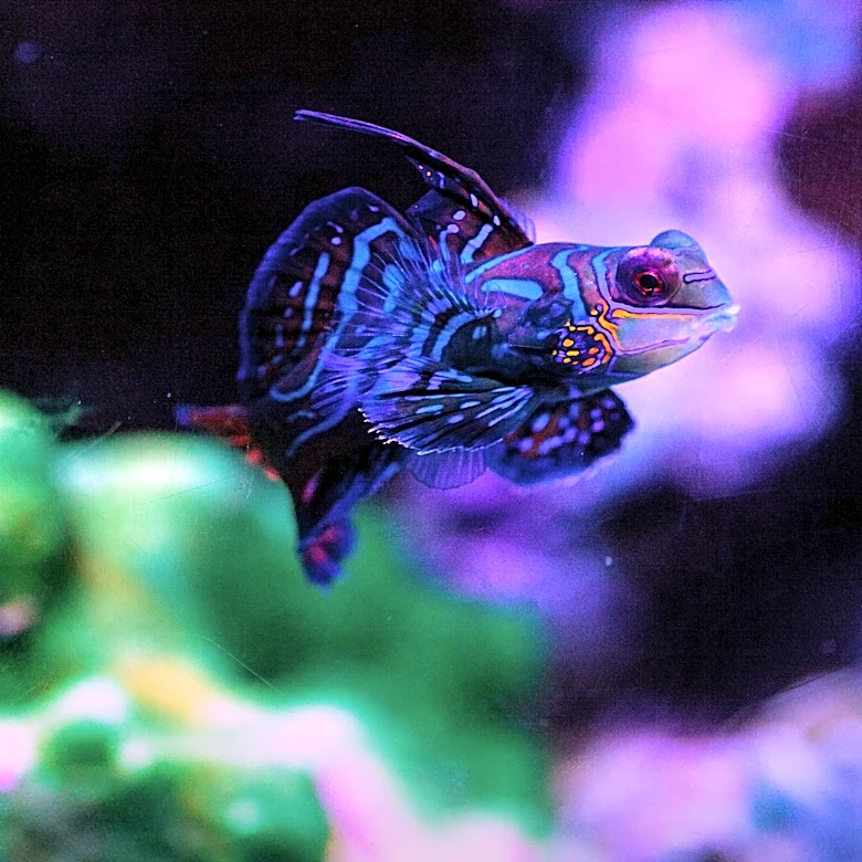 Longhorn Cowfish: Unique Aquarium Species with Specific Care Needs