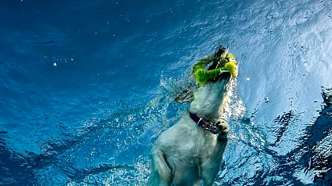 Muskingum County YMCA Hosts Sixth Annual Pups in the Pool Event