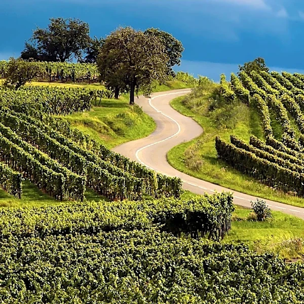 Sustainable Vineyards in Central Pennsylvania Promote Farmland Preservation and Community Connection