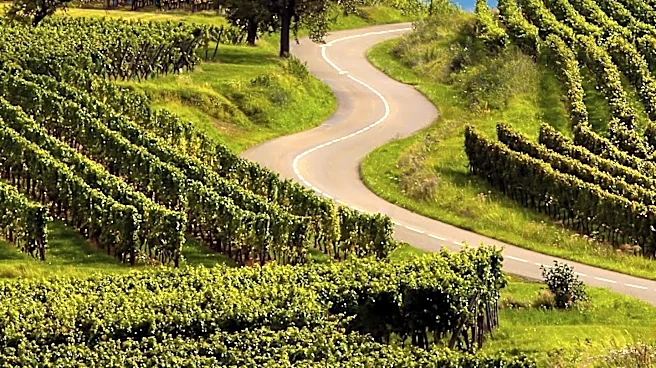 Sustainable Vineyards in Central Pennsylvania Promote Farmland Preservation and Community Connection