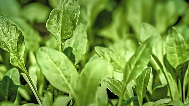 Plantik Biosciences Utilizes Dark Genome Editing to Enhance Crop Heat Tolerance