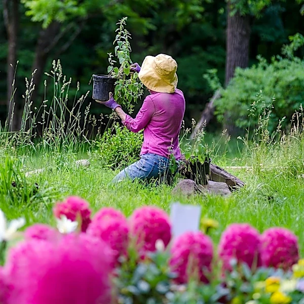 Chaos Gardening Gains Popularity as Gardeners Embrace Unpredictability