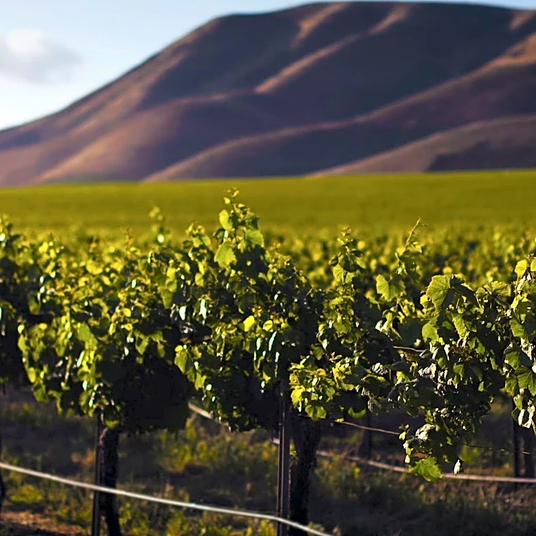 Sam Neill's Passing Spurs Surge in Two Paddocks Wine Sales