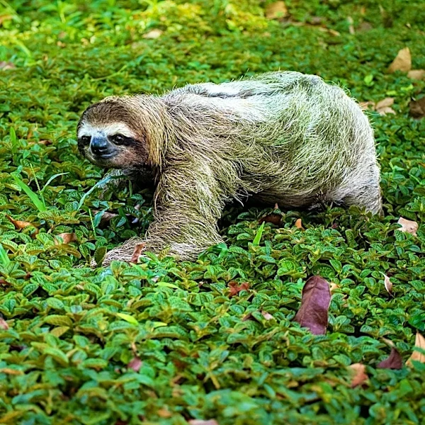 District Fringe Festival Show 'Speed Skating Sloth' Offers Family Entertainment in DC