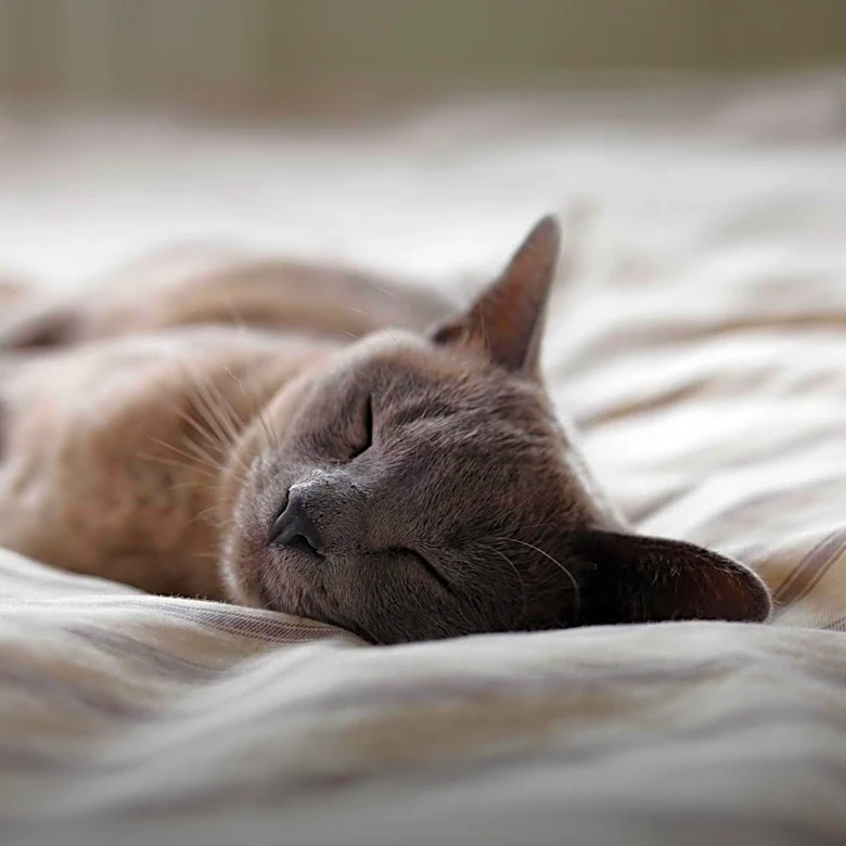 Study Reveals Cats May Not Alleviate Stress as Expected for Owners