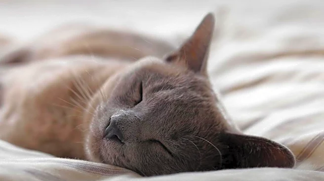 Study Reveals Cats May Not Alleviate Stress as Expected for Owners