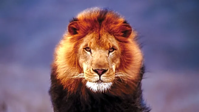 Liontrust Reports Slowed Net Outflows as Institutional Inflows Increase