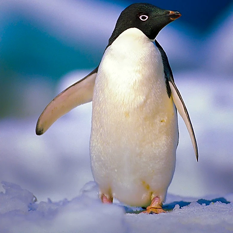 Guide to Observing Antarctic Penguins: Species and Habitats