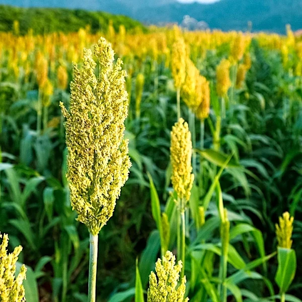 Plantik Biosciences Advances Gene Editing for Heat-Resilient Crops Amid Regulatory Changes