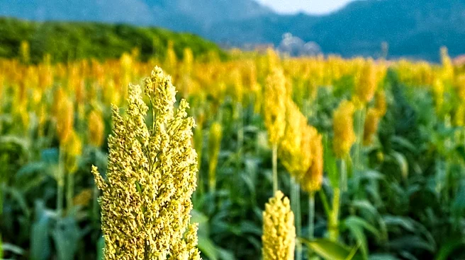 Plantik Biosciences Advances Gene Editing for Heat-Resilient Crops Amid Regulatory Changes