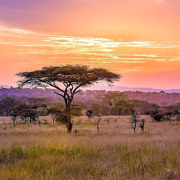 Acacia Africa's Accommodation Impact Report Highlights Community and Conservation Efforts
