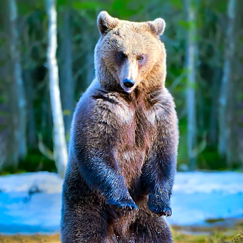 The Bear Season 5 Concludes with High Stakes and Emotional Drama