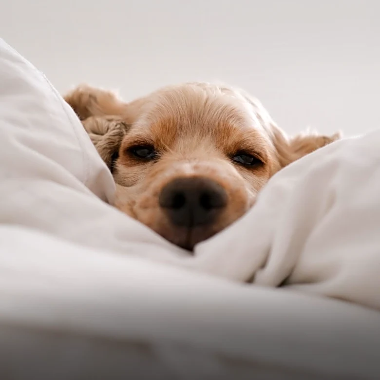 Co-Sleeping with Pets: Balancing Comfort and Sleep Disruption