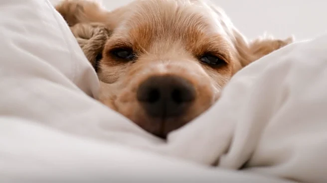 Co-Sleeping with Pets: Balancing Comfort and Sleep Disruption