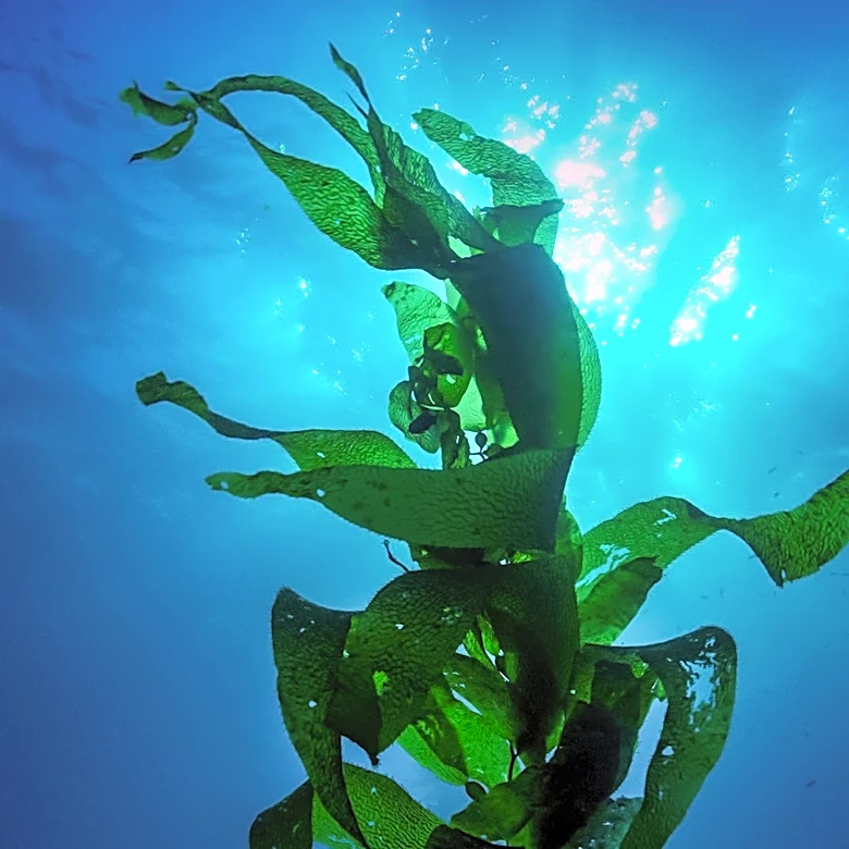 Exploring the Health and Environmental Benefits of Sugar Kelp
