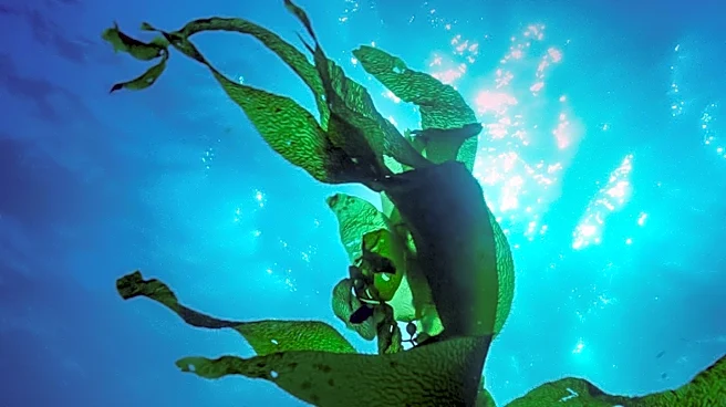 Exploring the Health and Environmental Benefits of Sugar Kelp
