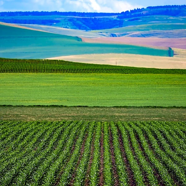 Upper Midwestern Farmland Values Show Modest Growth Amidst Slowing Trends