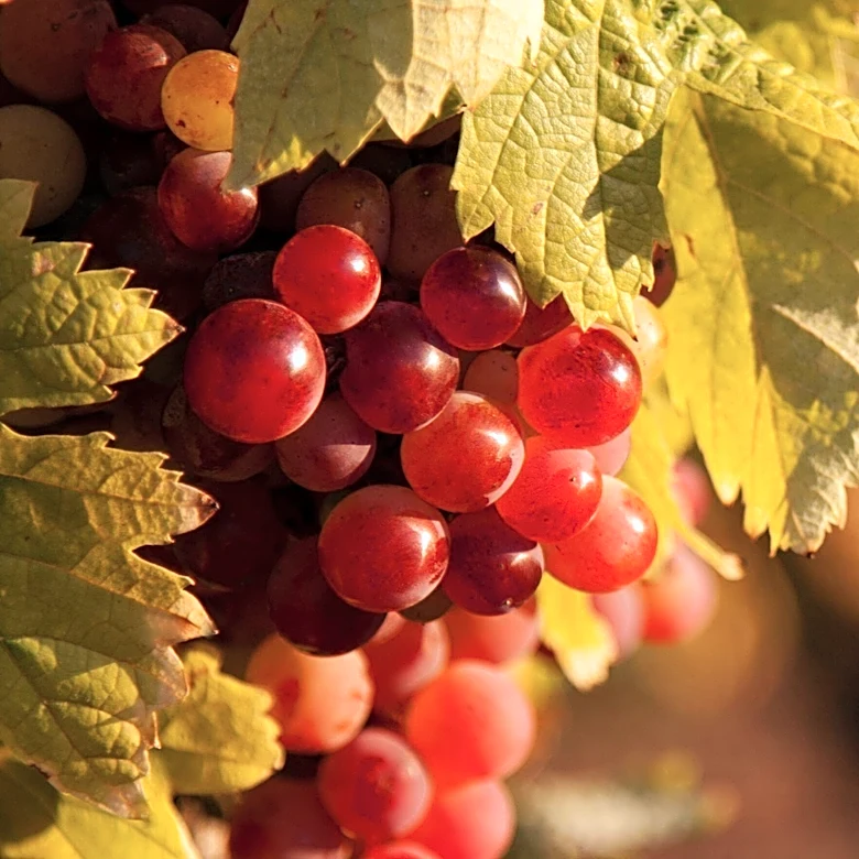 Silversea Launches Culinary Voyage Collection Timed to European Grape Harvest
