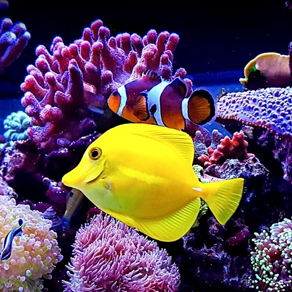 Reef Tank Cleanup Crews: Myths and Realities in Aquarium Maintenance